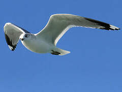 Common Gull