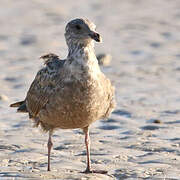 American Herring Gull