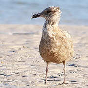 American Herring Gull