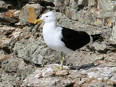 Kelp Gull