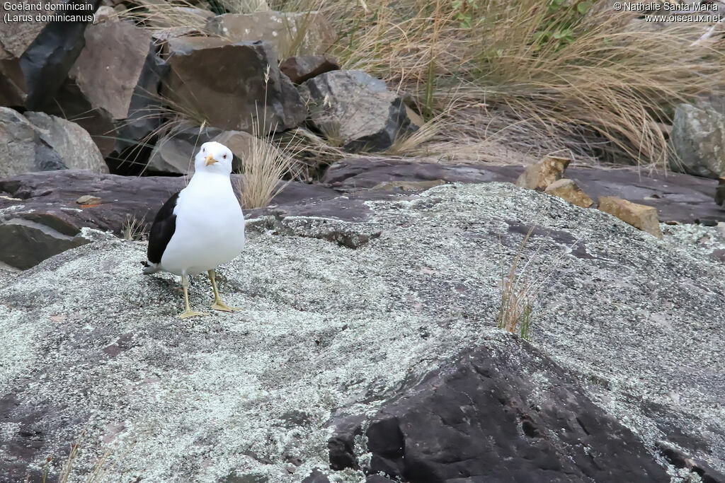 Goéland dominicainadulte, habitat