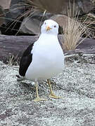 Kelp Gull