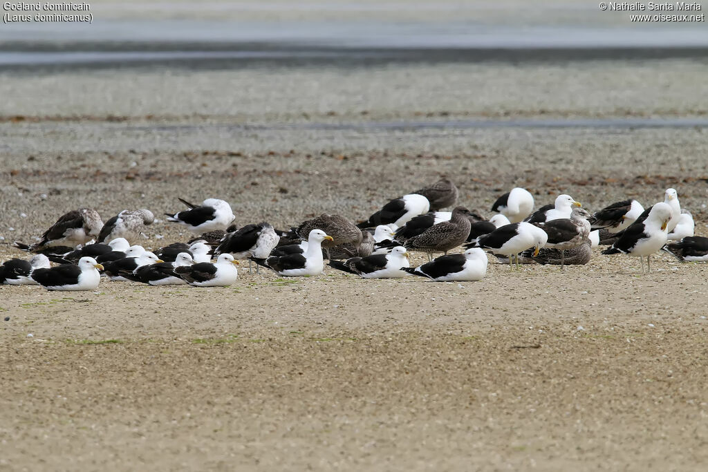 Kelp Gull, habitat, colonial reprod.