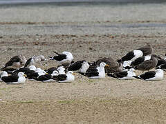 Kelp Gull