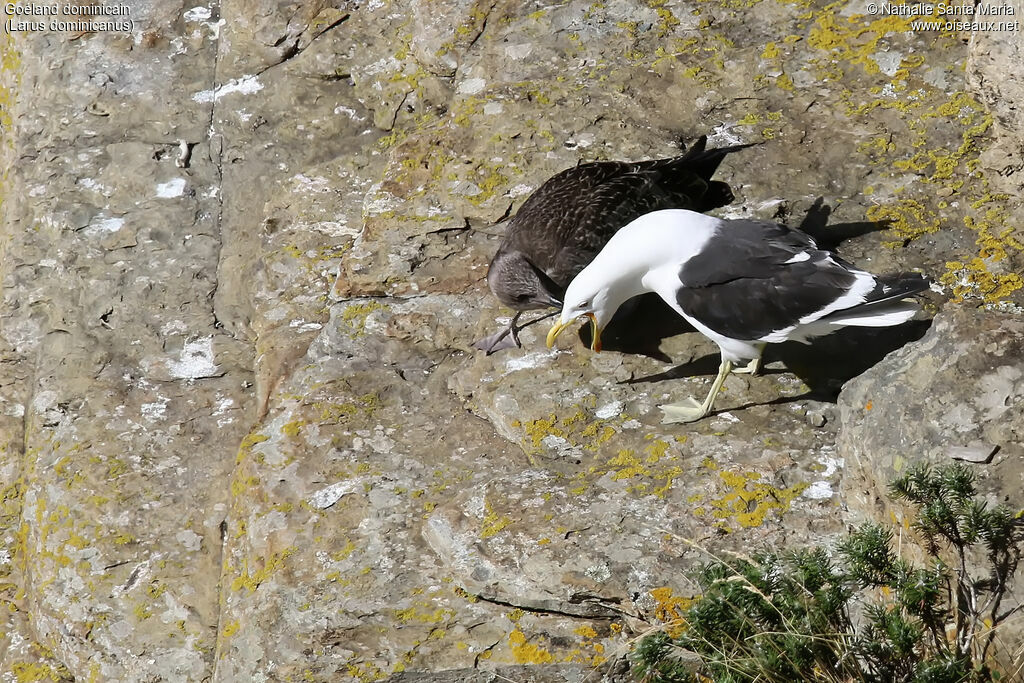 Kelp Gulljuvenile, identification, Reproduction-nesting