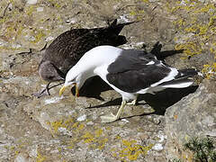 Kelp Gull