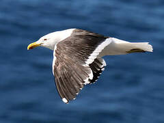 Kelp Gull