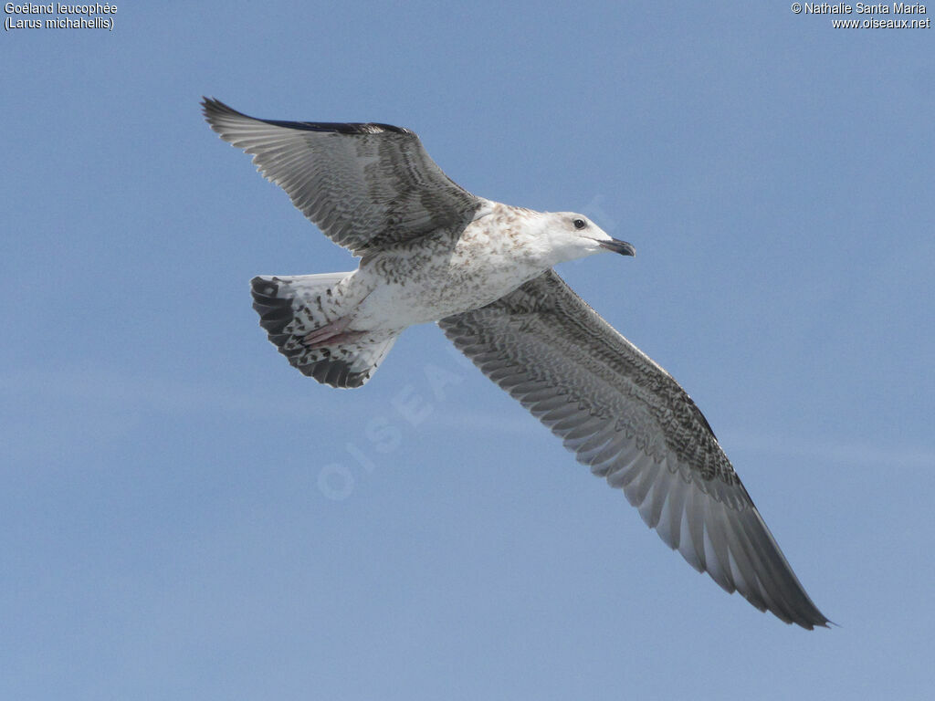 Yellow-legged GullFirst year, Flight