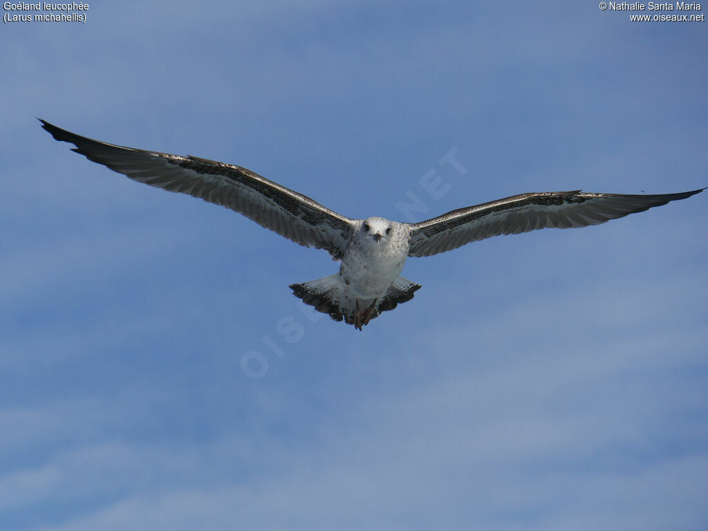 Yellow-legged GullFirst year, identification, Flight