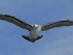 Yellow-legged Gull