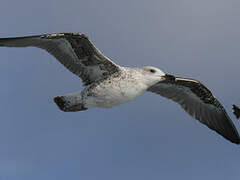 Yellow-legged Gull