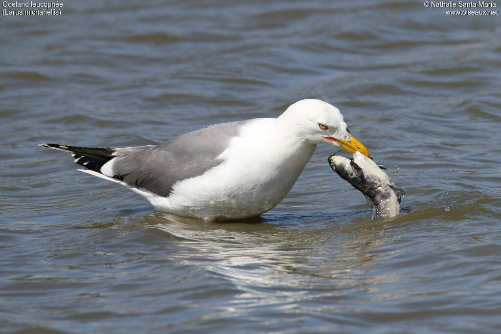 Yellow-legged Gulladult breeding, identification, feeding habits, eats