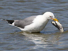 Yellow-legged Gull