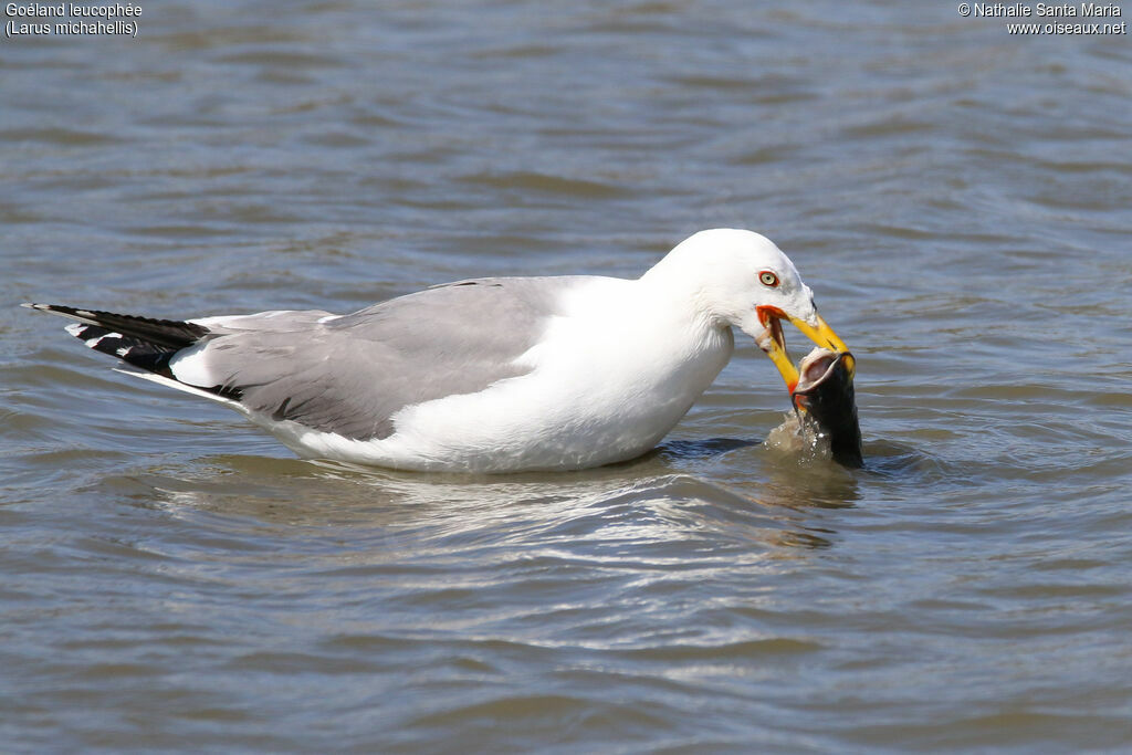 Goéland leucophéeadulte nuptial, identification, régime, mange, Comportement