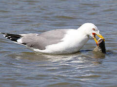 Yellow-legged Gull