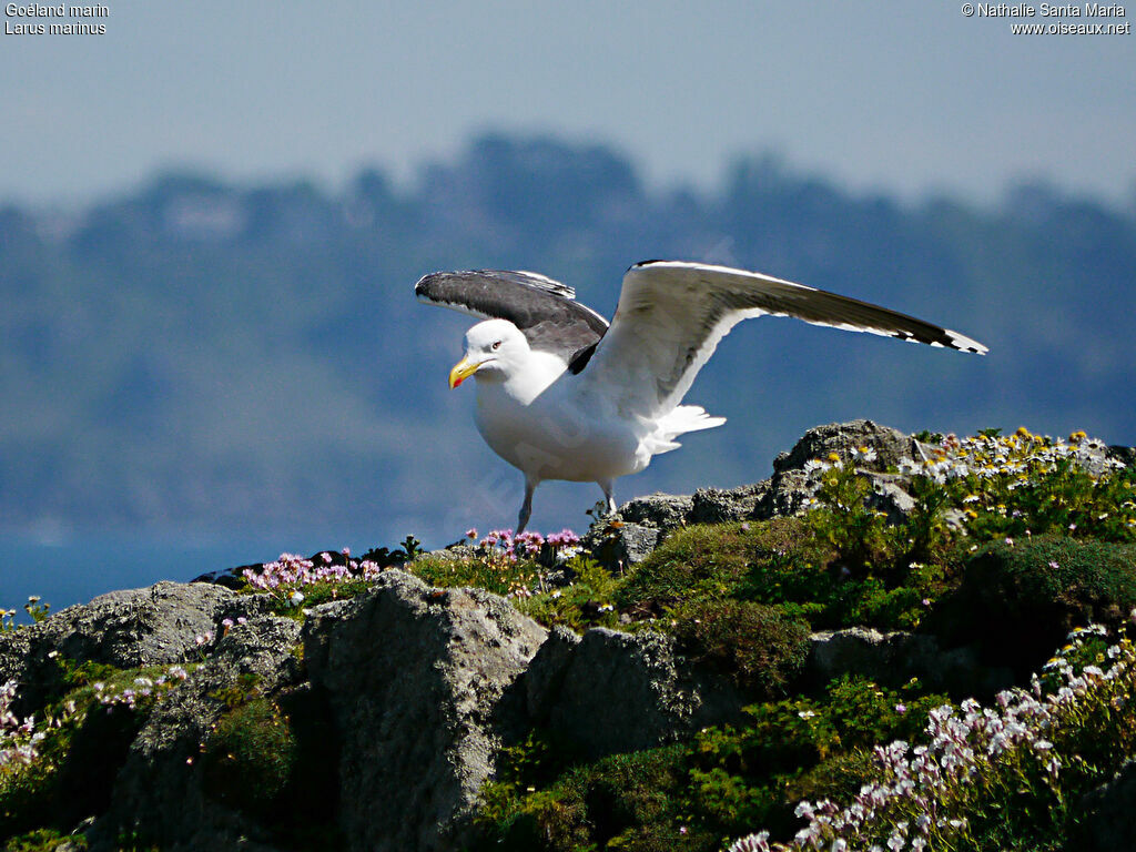 Goéland marinadulte, identification, Nidification