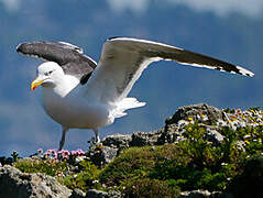 Great Black-backed Gull