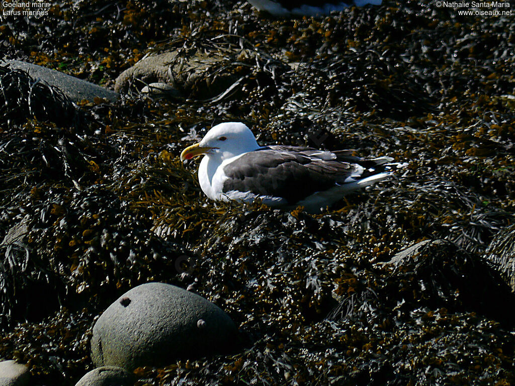 Great Black-backed Gulladult, identification