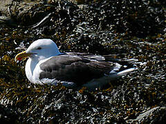 Great Black-backed Gull