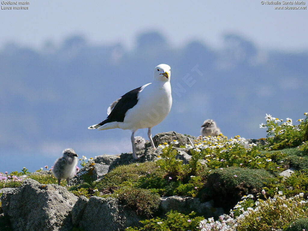 Goéland marinadulte nuptial, identification, Nidification