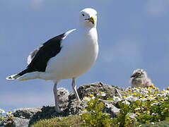 Great Black-backed Gull