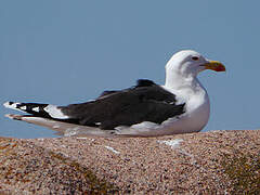 Great Black-backed Gull