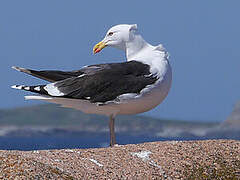 Great Black-backed Gull