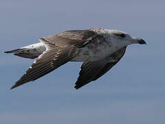 Great Black-backed Gull