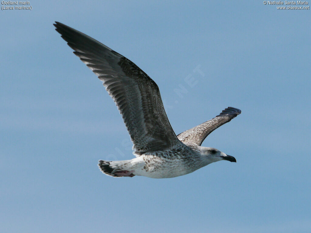 Great Black-backed GullFirst year, identification, Flight