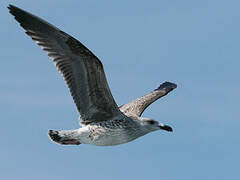 Great Black-backed Gull