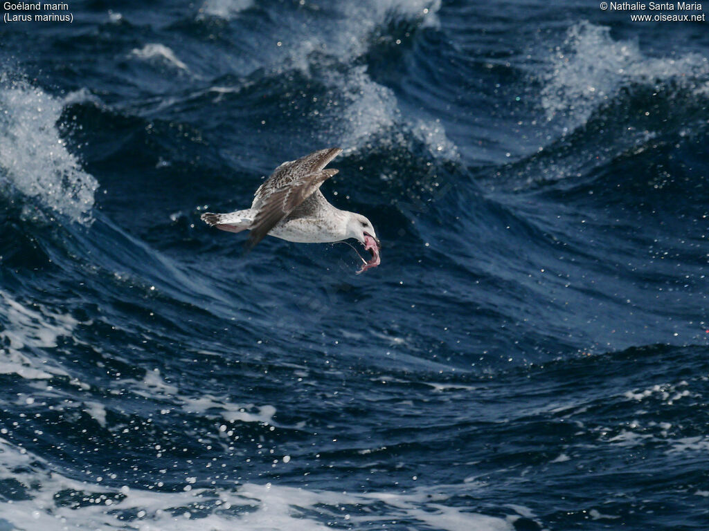 Great Black-backed GullFirst year, Flight, feeding habits