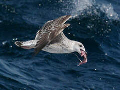 Great Black-backed Gull