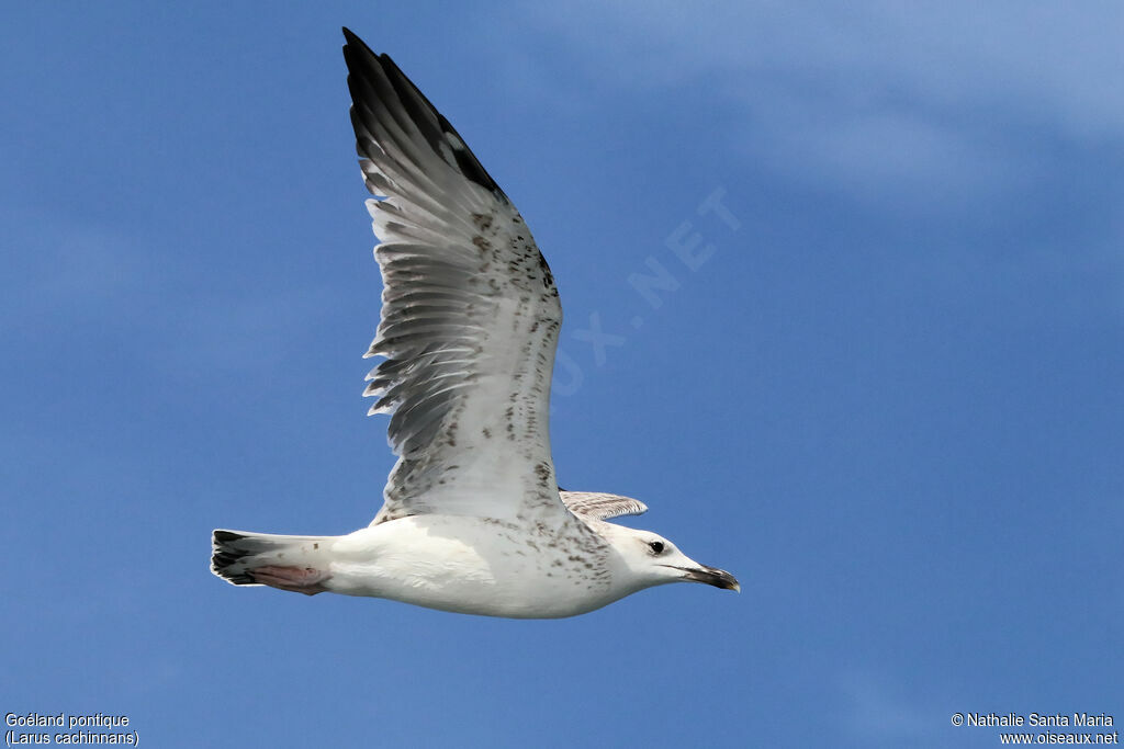 Goéland pontique1ère année, identification, Vol