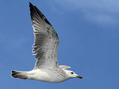 Caspian Gull