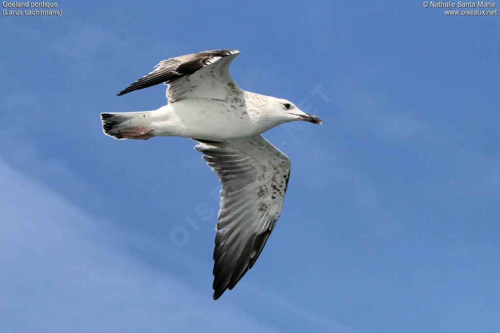 Caspian GullFirst year, identification, Flight