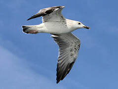 Caspian Gull