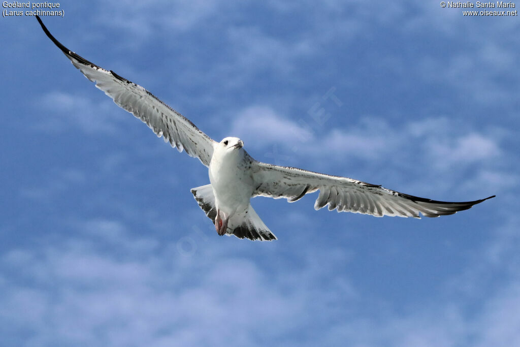 Caspian GullFirst year, identification, Flight