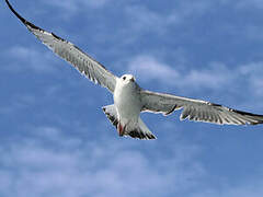 Caspian Gull