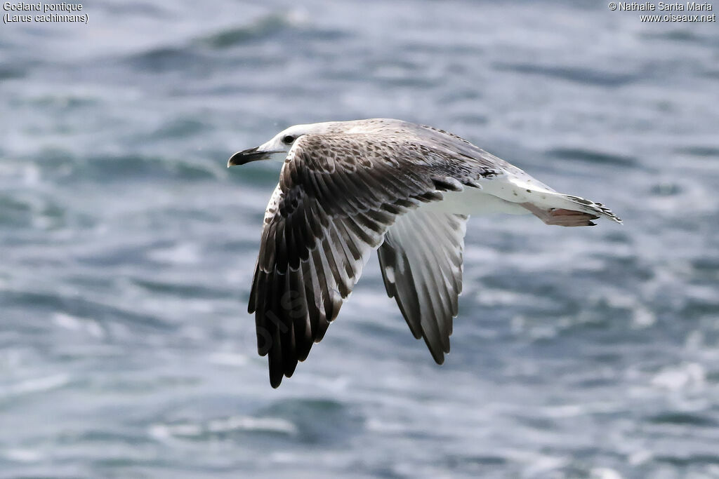 Caspian GullFirst year, identification, Flight