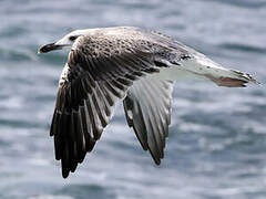 Caspian Gull