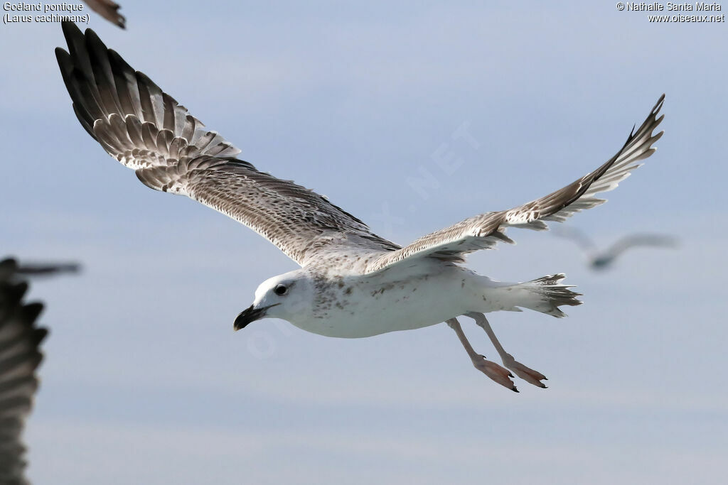 Caspian GullFirst year, identification, Flight