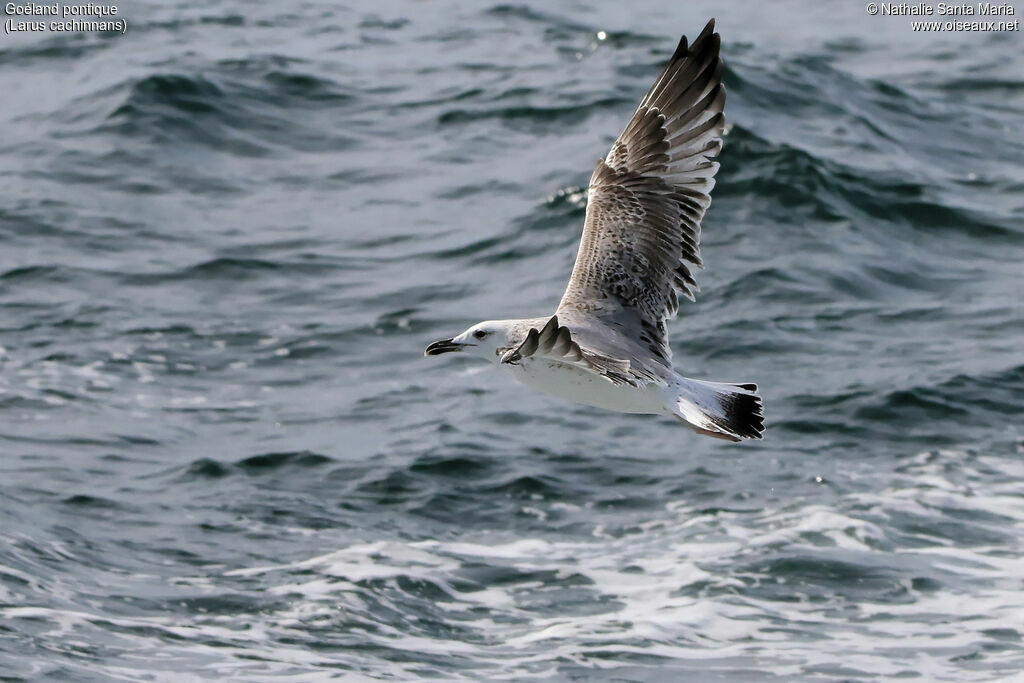 Caspian GullFirst year, identification, Flight