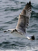 Caspian Gull