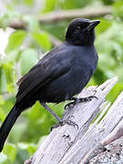 Slate-colored Boubou