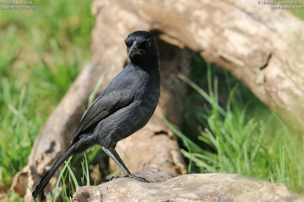 Gonolek ardoiséadulte, identification, habitat