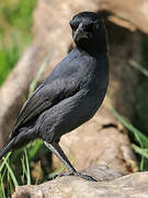 Slate-colored Boubou