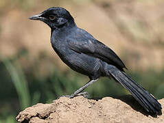 Slate-colored Boubou