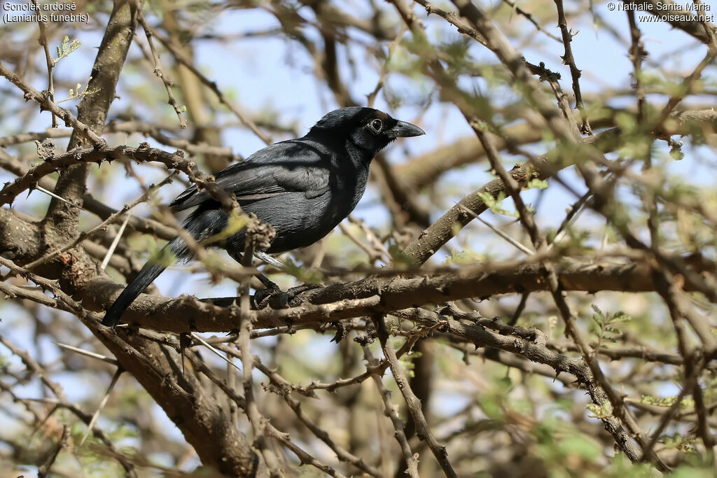 Gonolek ardoiséadulte, identification, habitat