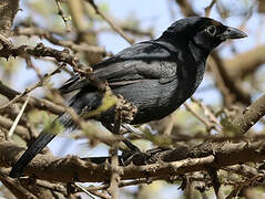 Slate-colored Boubou