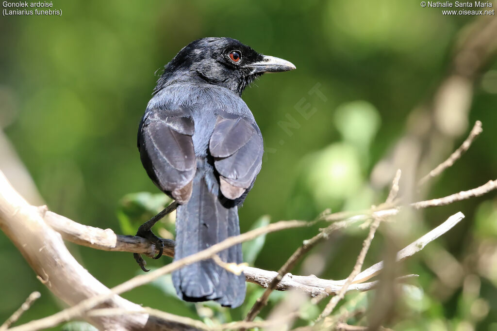 Slate-colored Boubouadult, identification, Behaviour